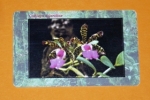 Zobrazit detail zboží: Orchidea 1 - 03/01.99 (Telefonní karty)