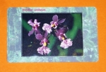 Zobrazit detail zboží: Orchidea 4 - 41/09.99 (Telefonní karty)