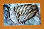 Zobrazit detail zboží: Trilobit - 64/12.99 (Telefonní karty)