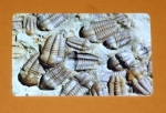Zobrazit detail zboží: Trilobiti - 52/10.99 (Telefonní karty)